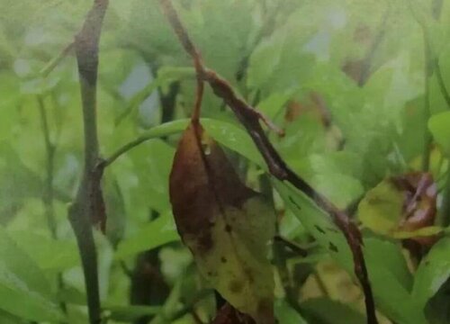 大豆黑斑病的发病原因及防治方法