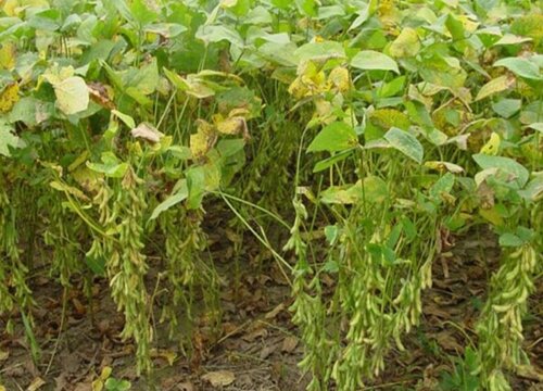 大豆黑斑病的发病原因及防治方法