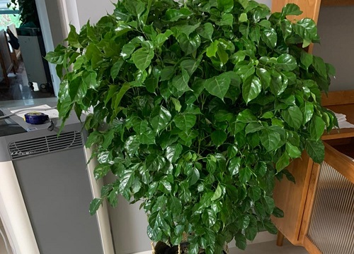 绿宝树怎么过冬天