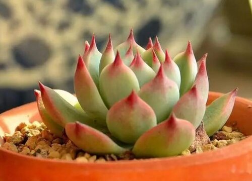夏季怎么养多肉才能养得好