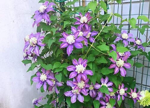 爬藤花卉有哪些品种