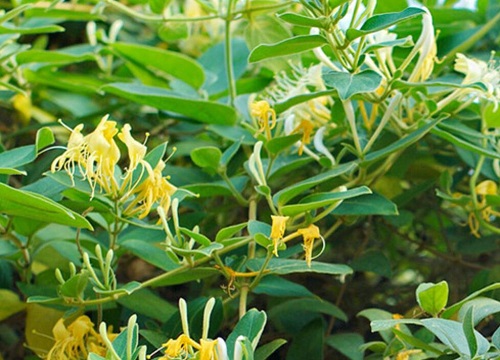 爬藤花卉有哪些品种