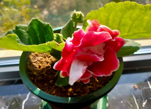 如何养花又省钱又不花钱