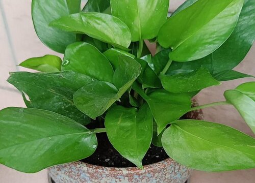 如何养花又省钱又不花钱