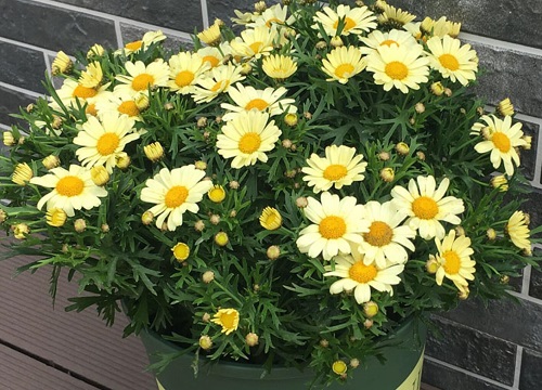 如何养花又省钱又不花钱