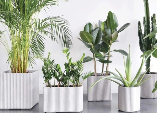 如何养花又省钱又不花钱