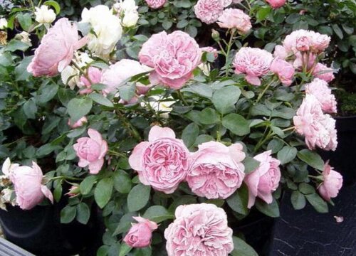 如何养花又省钱又不花钱