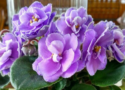 如何养花又省钱又不花钱