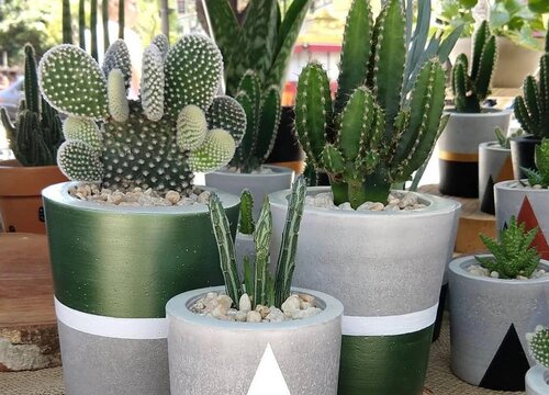 如何养花又省钱又不花钱