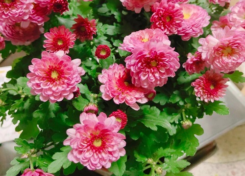 如何养花又省钱又不花钱