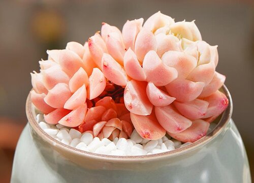 如何养花又省钱又不花钱