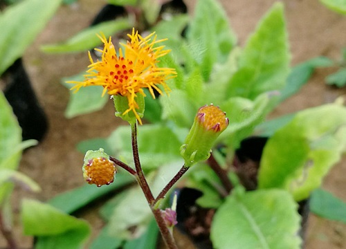 三七什么时候收获最好