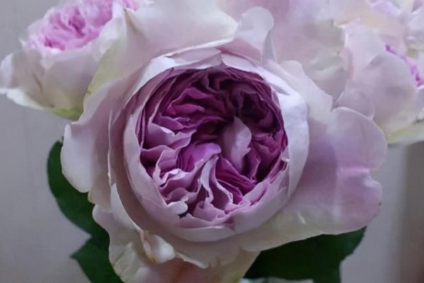 切花月季有哪些好品种