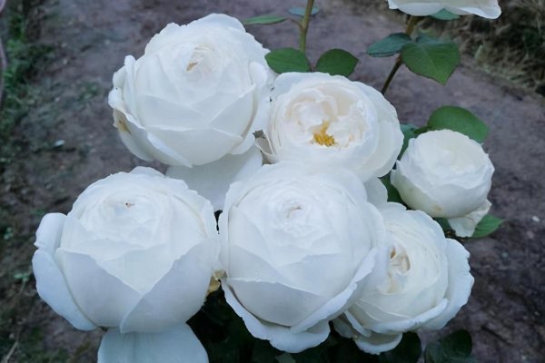 切花月季有哪些好品种