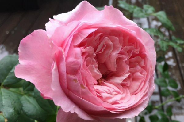 切花月季有哪些好品种