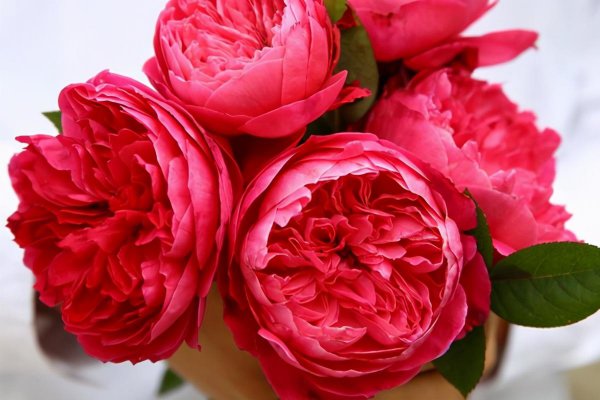 切花月季有哪些好品种