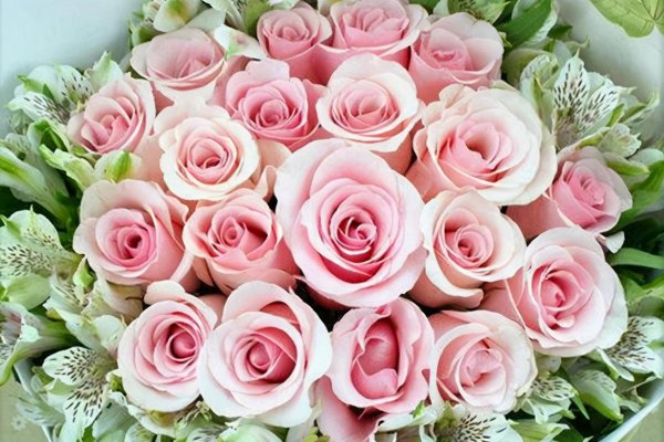 切花月季有哪些好品种