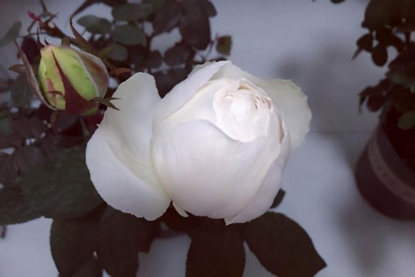 切花月季有哪些好品种