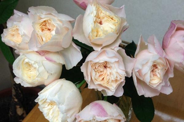 切花月季有哪些好品种