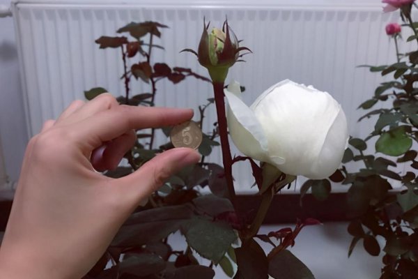 切花月季有哪些好品种