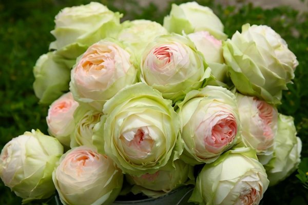 切花月季有哪些好品种