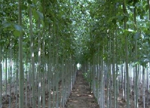 白蜡杆是什么树