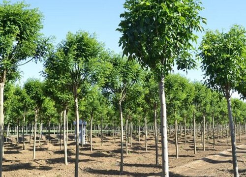 白蜡杆是什么树