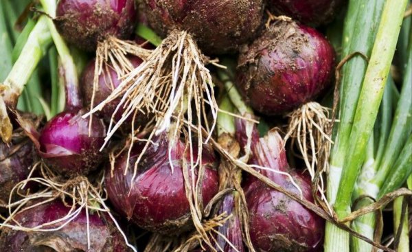 洋葱什么时候播种最好
