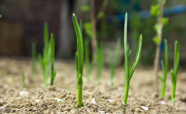 洋葱什么时候播种最好