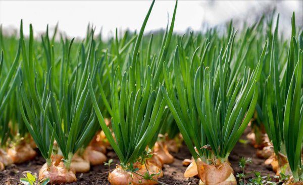 洋葱什么时候播种最好