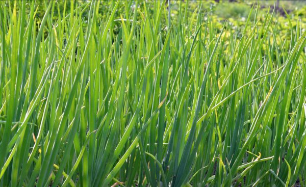 洋葱什么时候播种最好