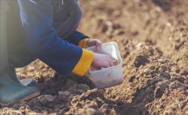 洋葱什么时候播种最好