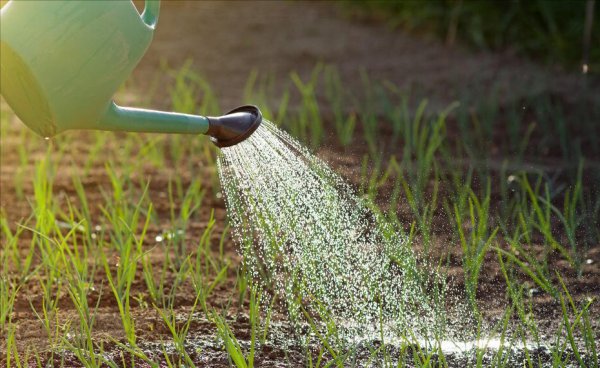 洋葱什么时候播种最好