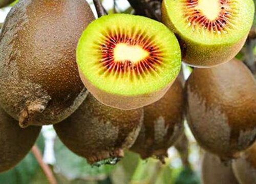 弥猴桃什么时候成熟