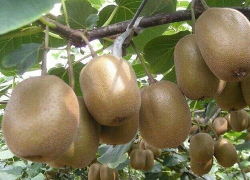 弥猴桃什么时候成熟