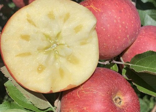 云南适合种植什么水果