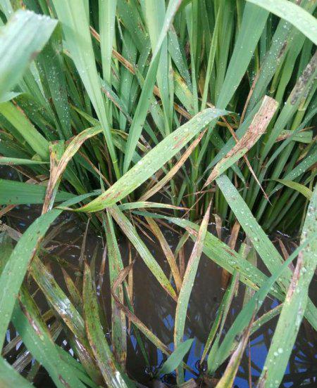 水稻种植病害和虫害防治