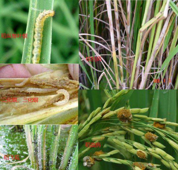 水稻种植病害和虫害防治