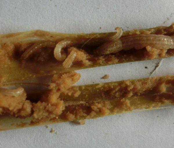 水稻种植病害和虫害防治