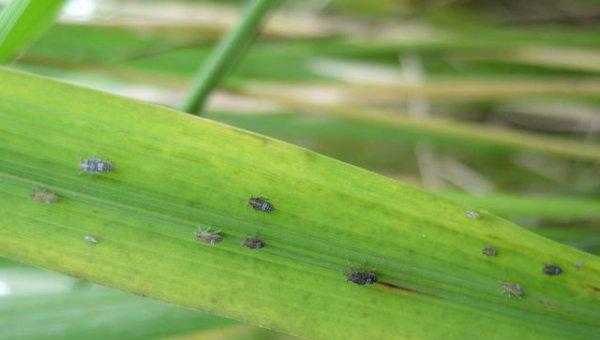 水稻种植病害和虫害防治
