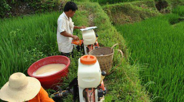 水稻种植病害和虫害防治