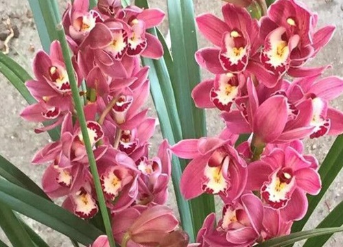 兰花开花期如何给施肥