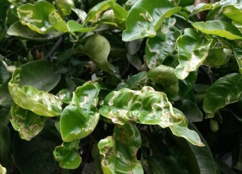 绿化树木病虫害防治方法与技术措施