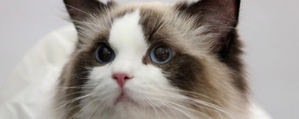 猫传腹怎么预防