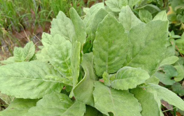 白子菜的功效与作用