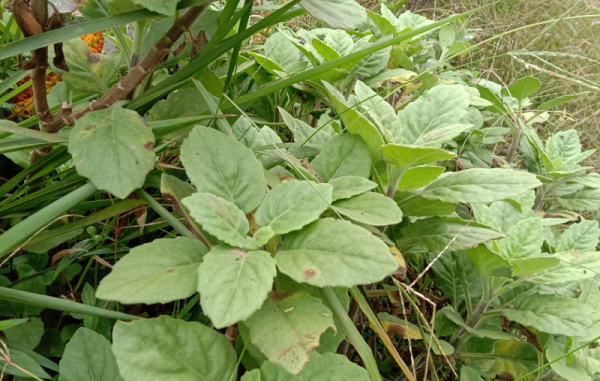 白子菜的功效与作用