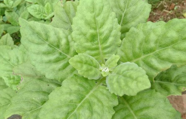 白子菜的功效与作用