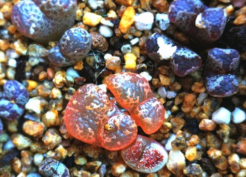 肉锥怎么度夏安全