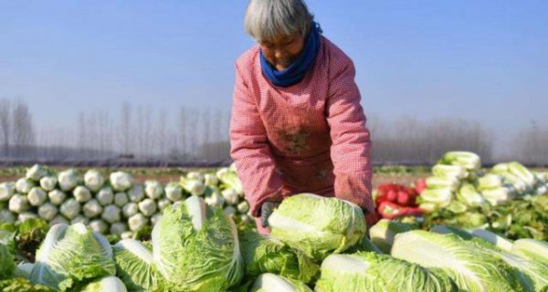 大白菜种植时间和高产管理方法