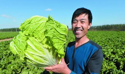 大白菜种植时间和高产管理方法